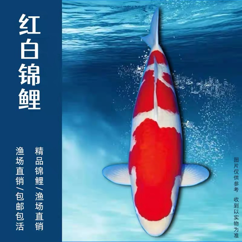15-18公分实发3条商品级别锦鲤包邮活体小中型好养耐活高档观赏鱼