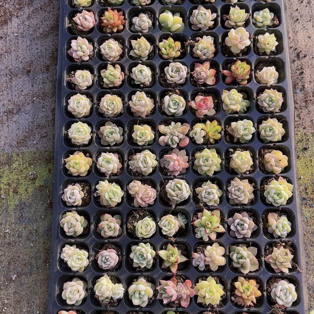 直播一物一拍多肉50