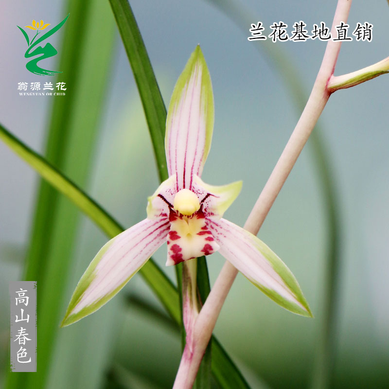 翁源兰花苗四季建兰老种铭品高山春色开花浓香型好养绿植花卉盆栽