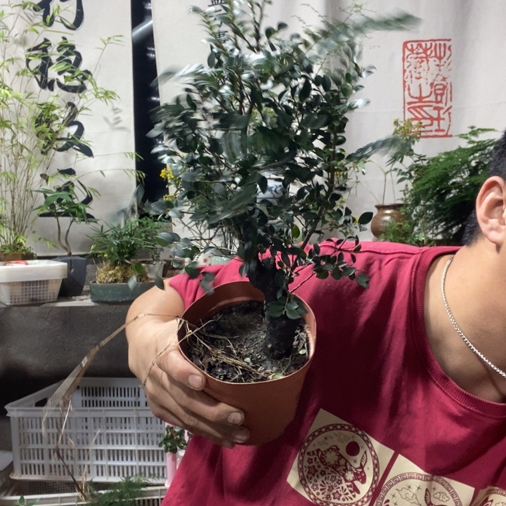 用***8以实际为准盆景盆栽绿植56