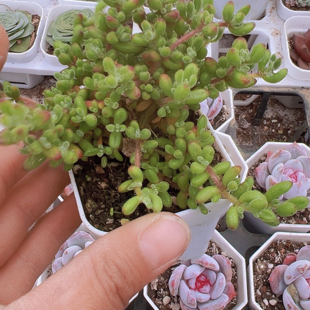 大红宝石枝干19包邮多肉