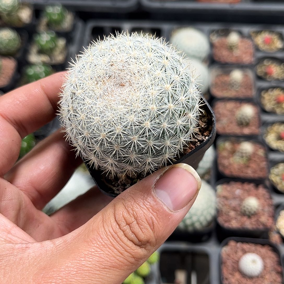 满月单头发货单头发货单头