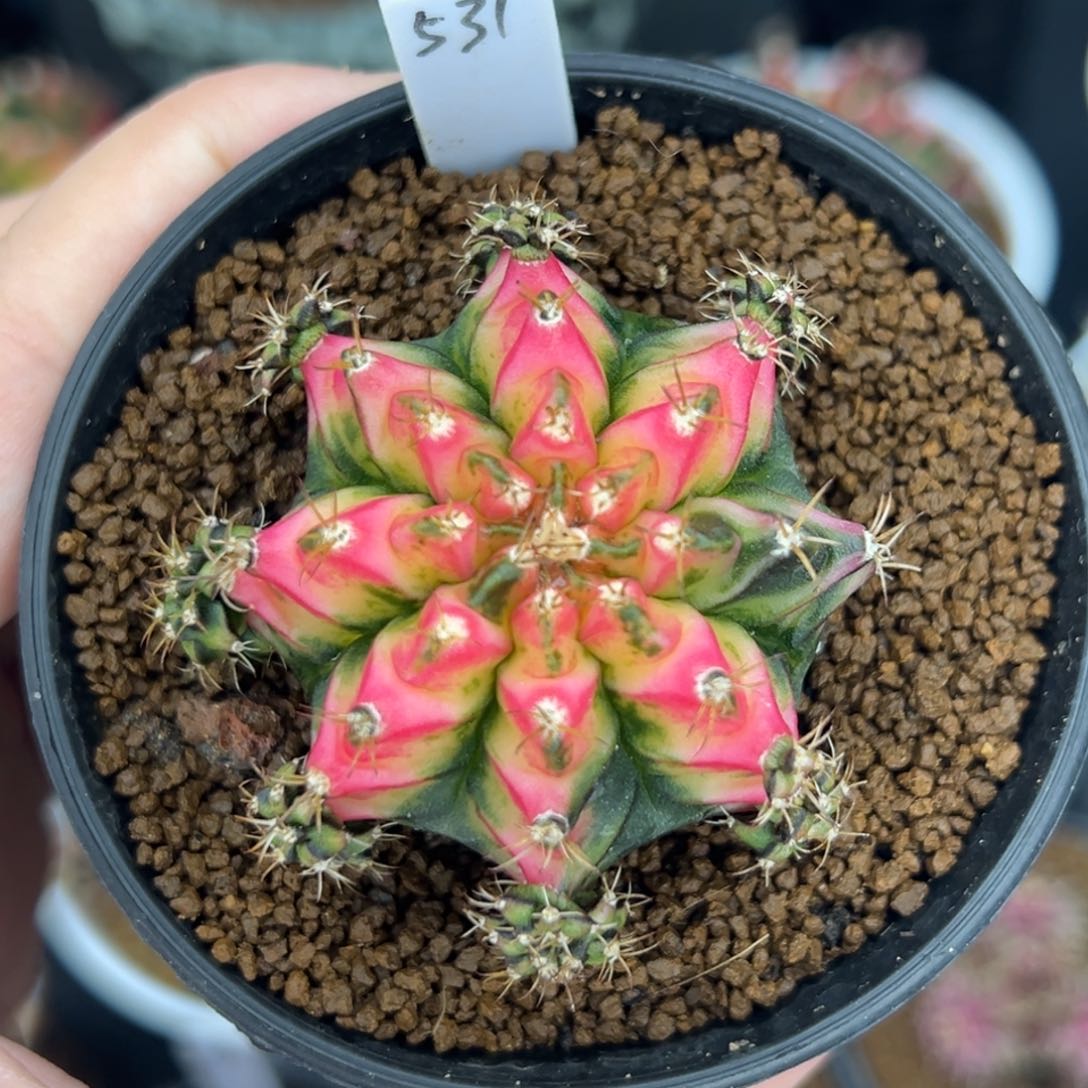 531泰系侧芽，好彩，带盆土发货