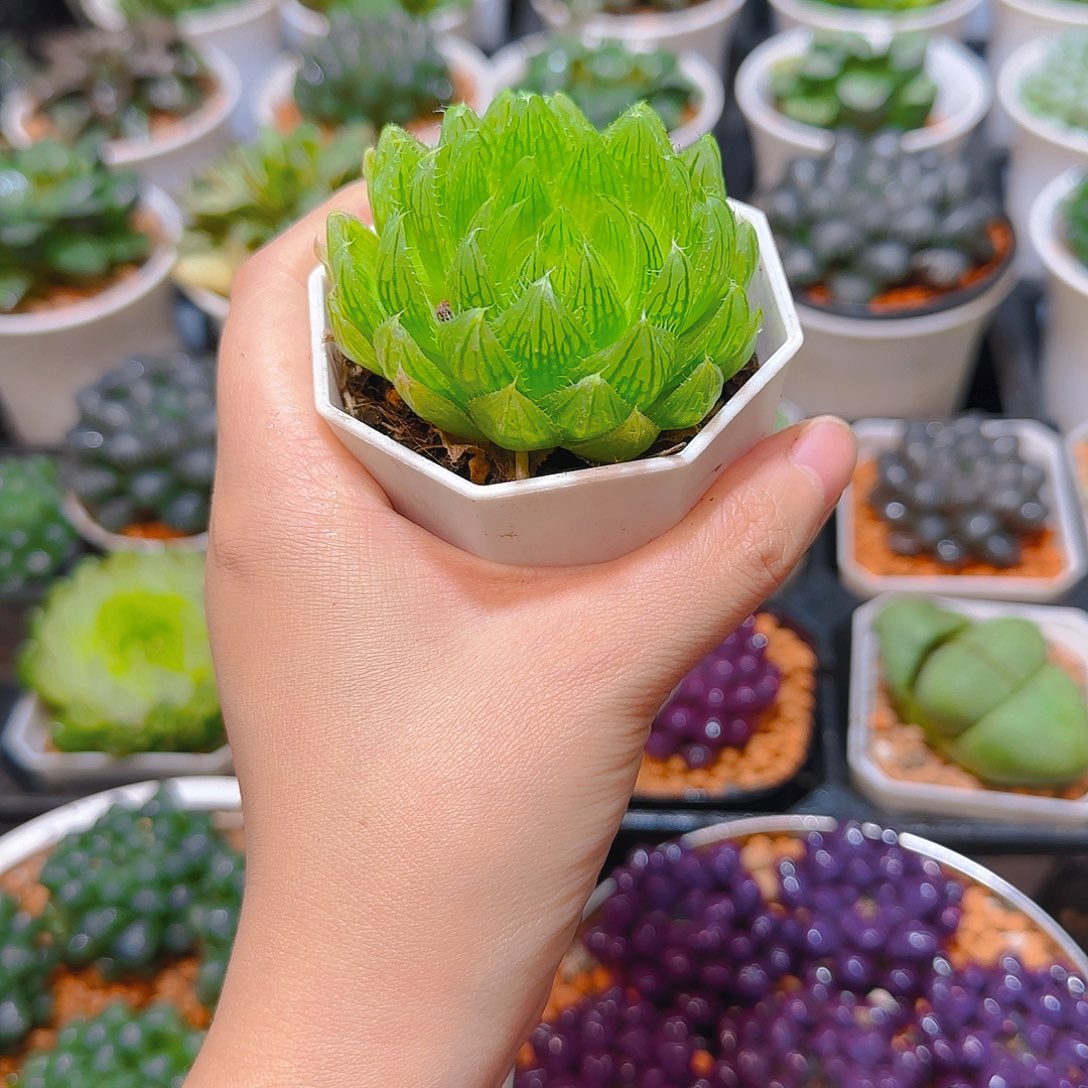 水晶掌玉露，原盆