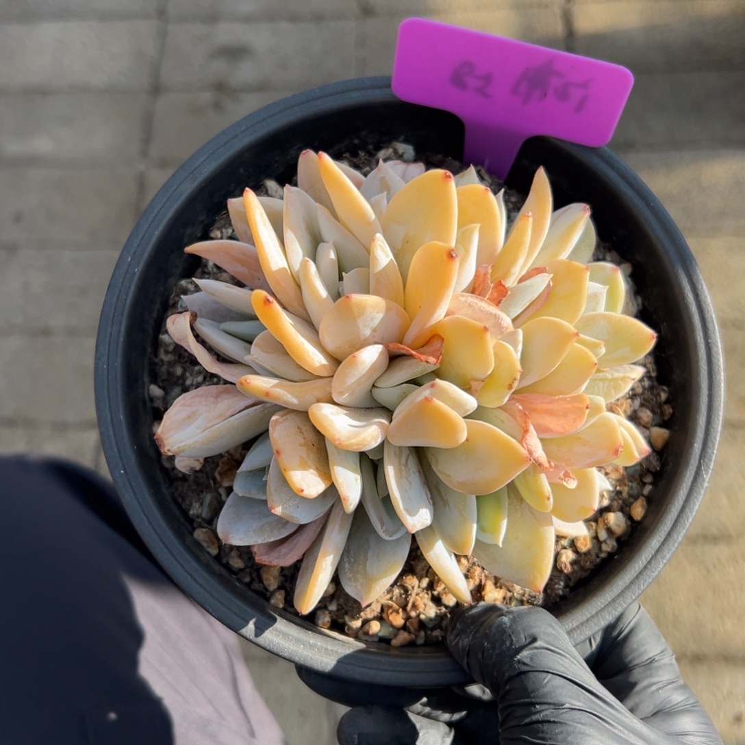 雪特11111111111111