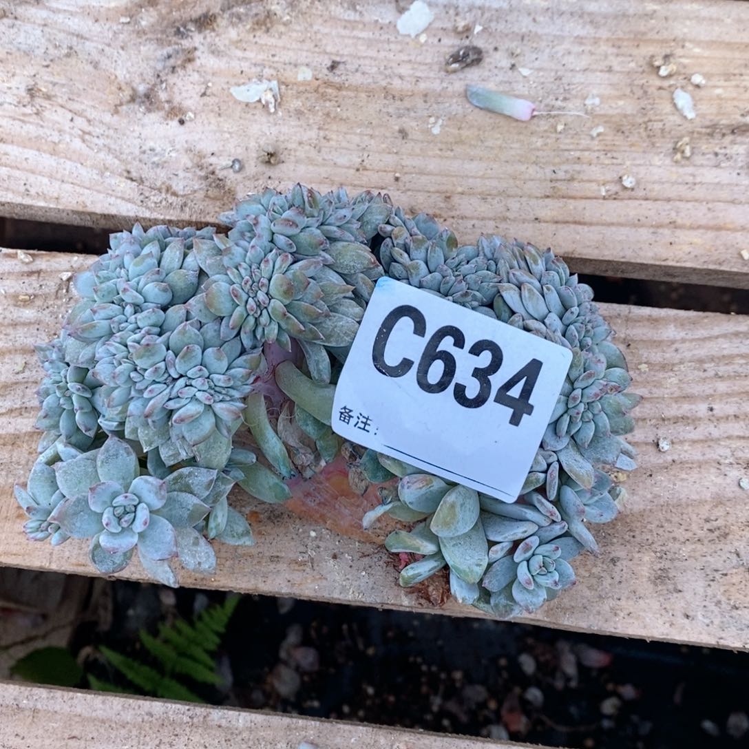 C***装634星影缀突尼斯呀哇