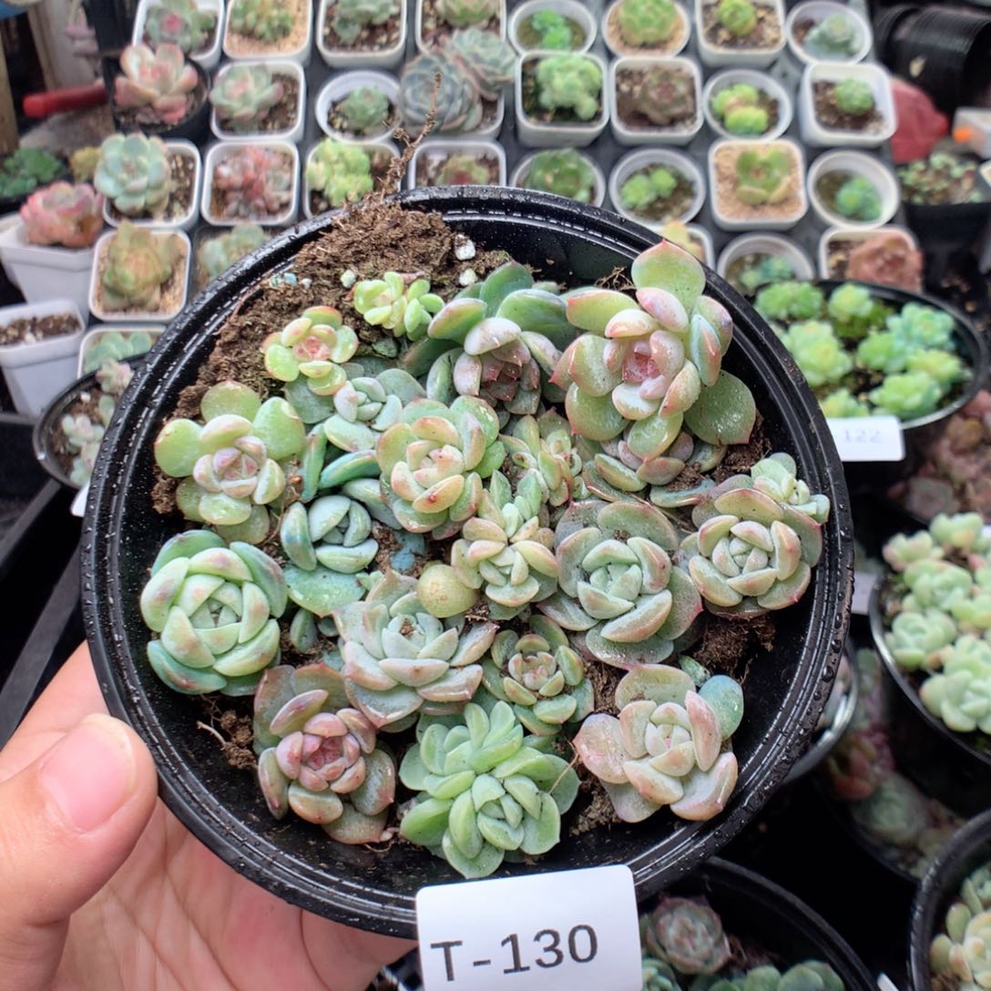 无花朵T130英语英语