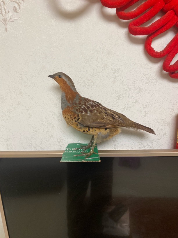 新品竹鸡标本，模型，摆件，