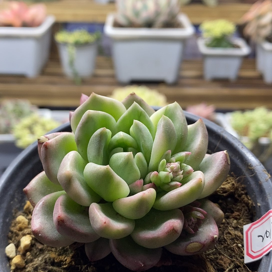 20176 红酒锦多肉