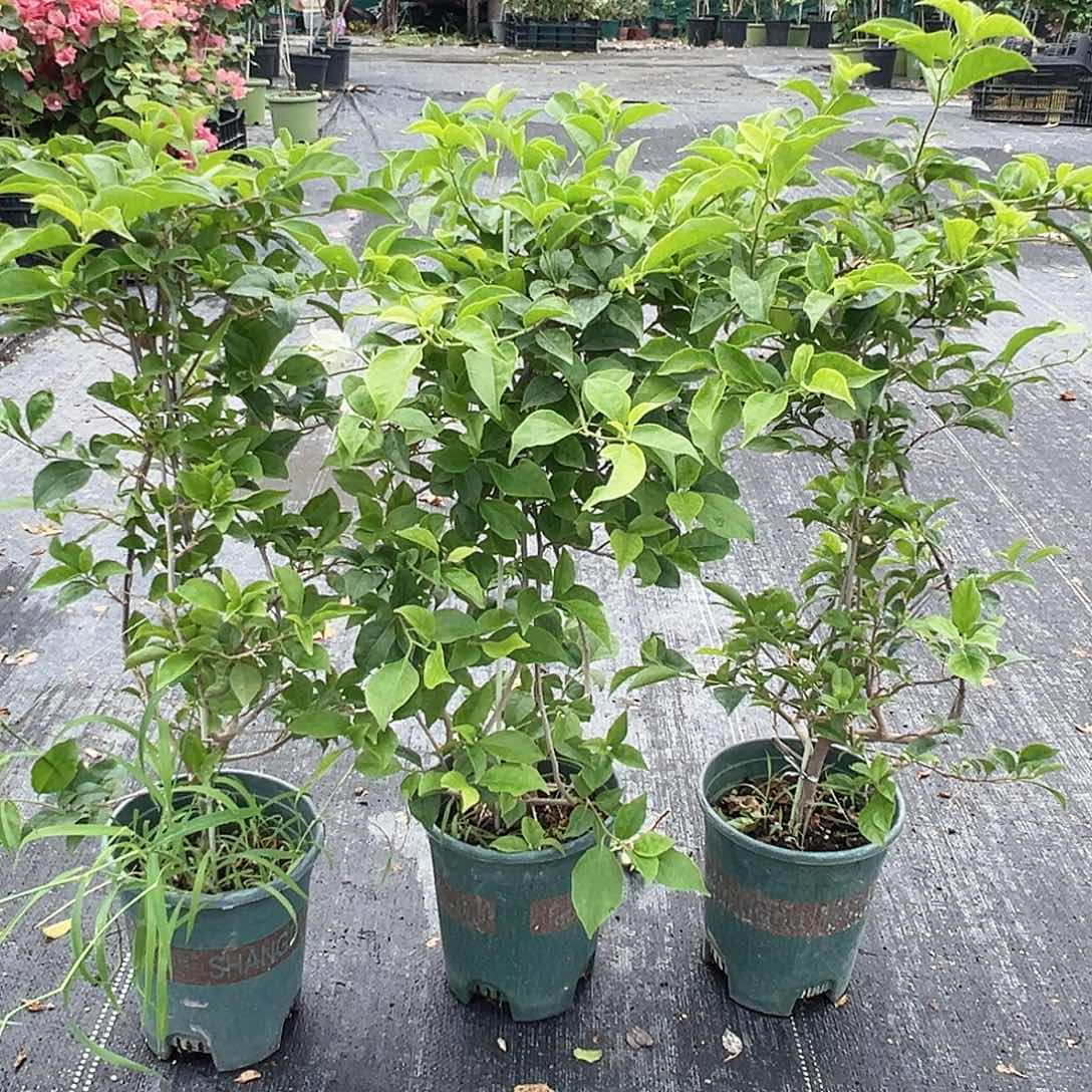 大部分开放少量花苞白雪公主一棵