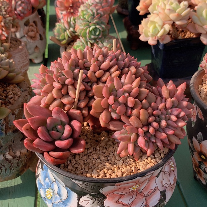 桃花源自然树缀无侧切