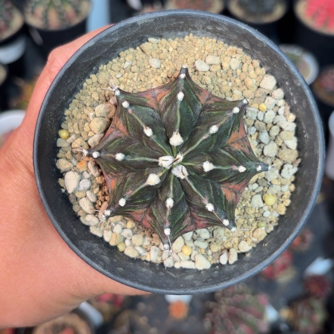 泰系米哈仙人球600