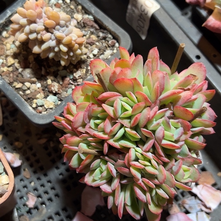 幸运的是你还没幸运