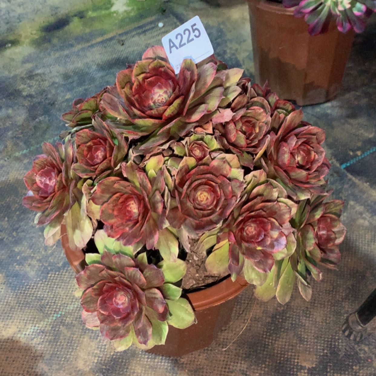 【闪购商品】225半夏