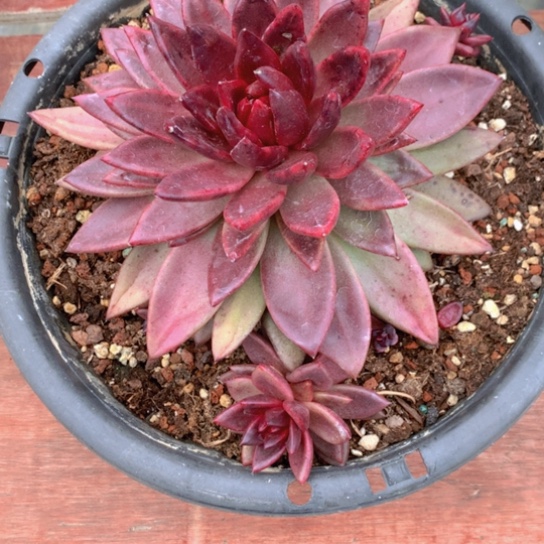 梦*玉太阳宝石多肉43434364335