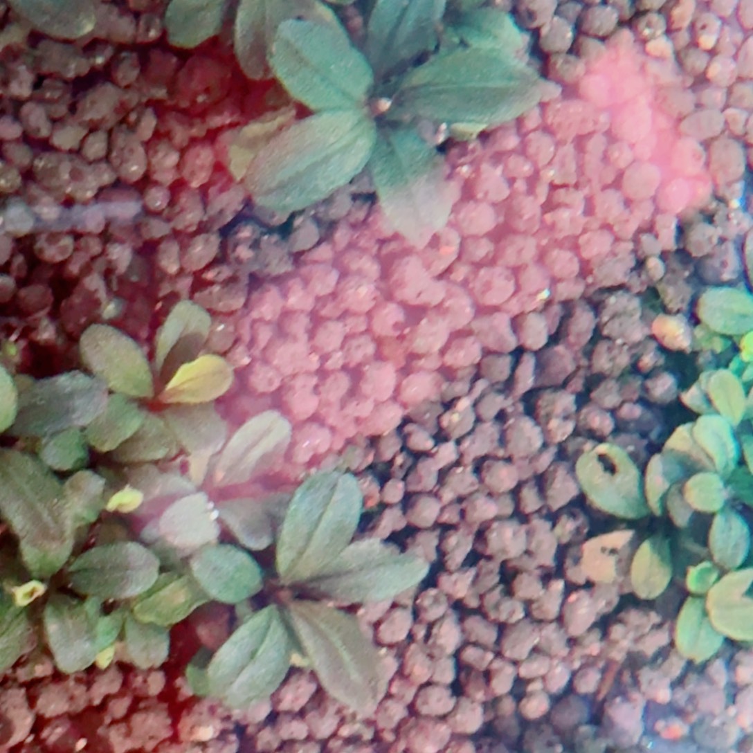 无花朵辣椒榕福利私玉