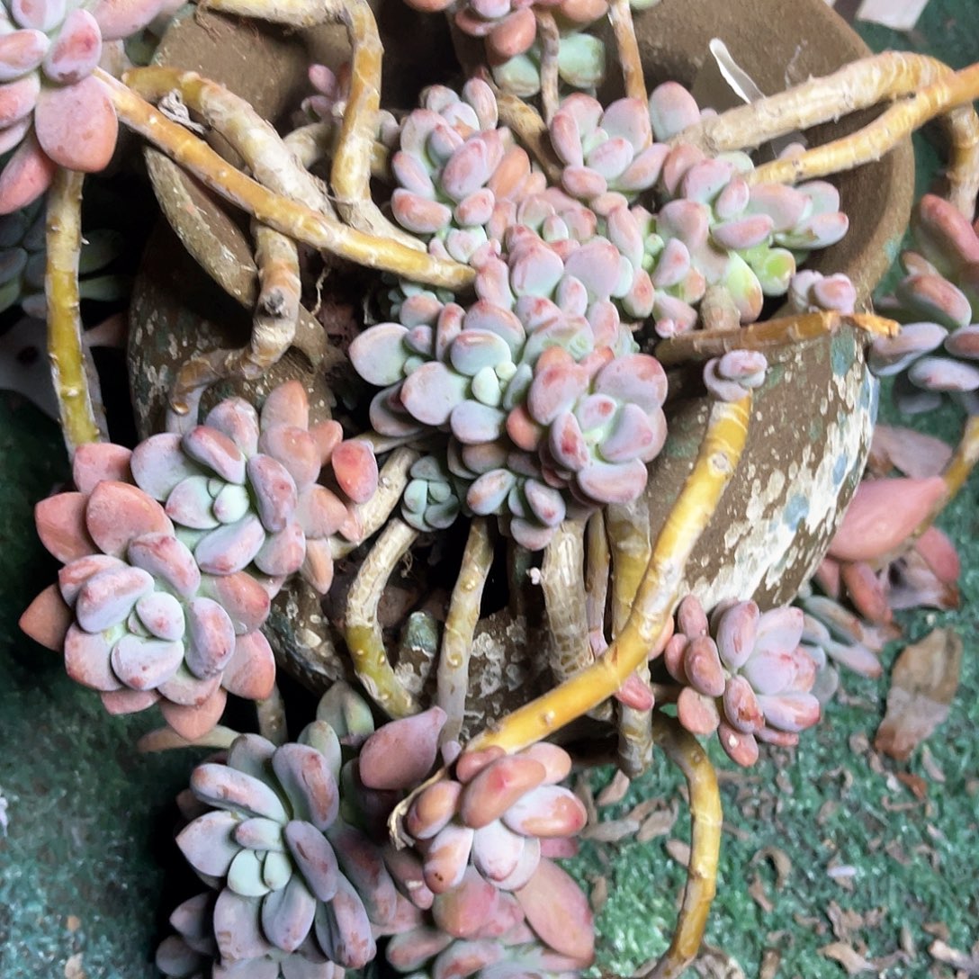 平***好红洛神大群无砍头