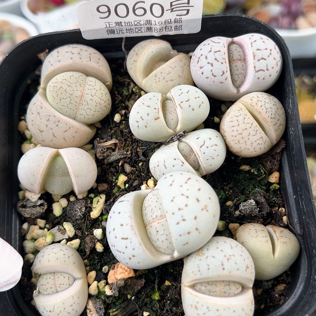好养易活生石花大母本9060