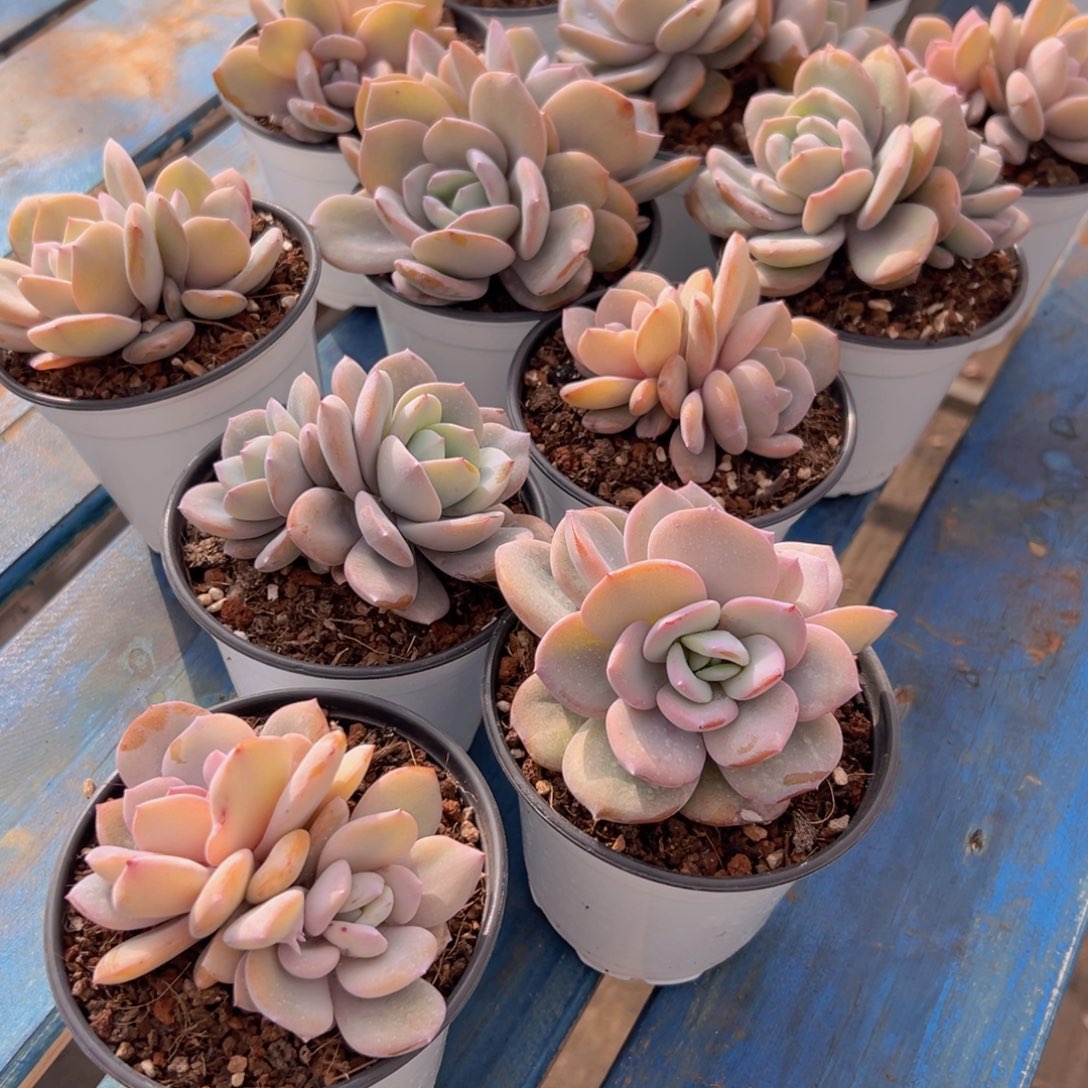 奶茶双透福利特惠