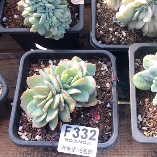 白凤缀化332 亏本处理7-8天发货