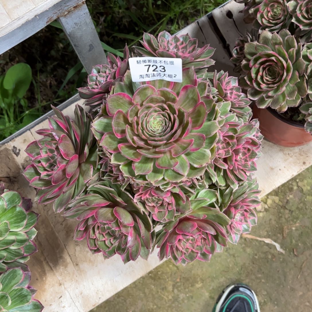 723莲花座多肉植物法师