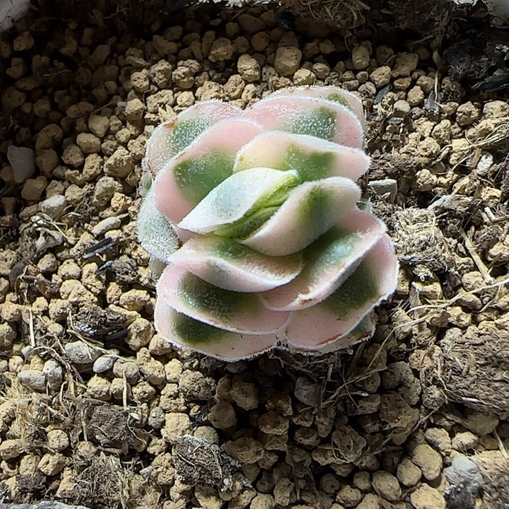 龙宫城锦青锁龙属