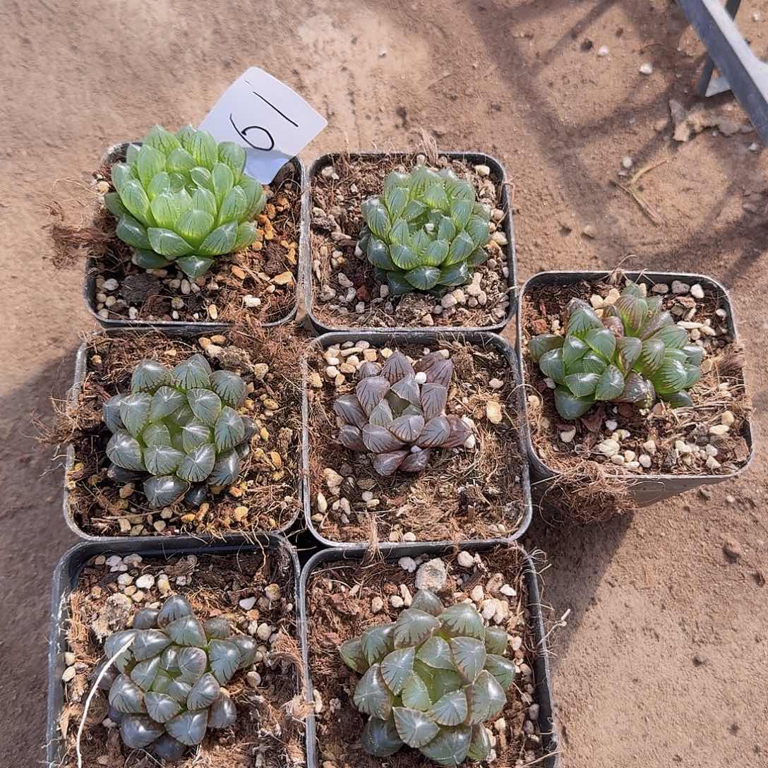 直播福利一物一拍61