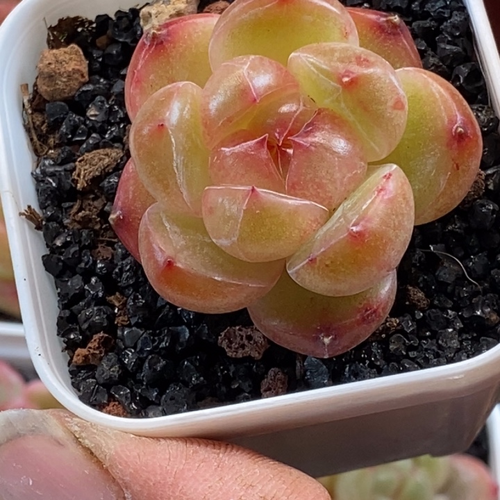 天官赐福吃饭百无禁忌