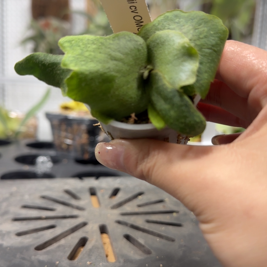 侏儒omg鹿角蕨孢子苗