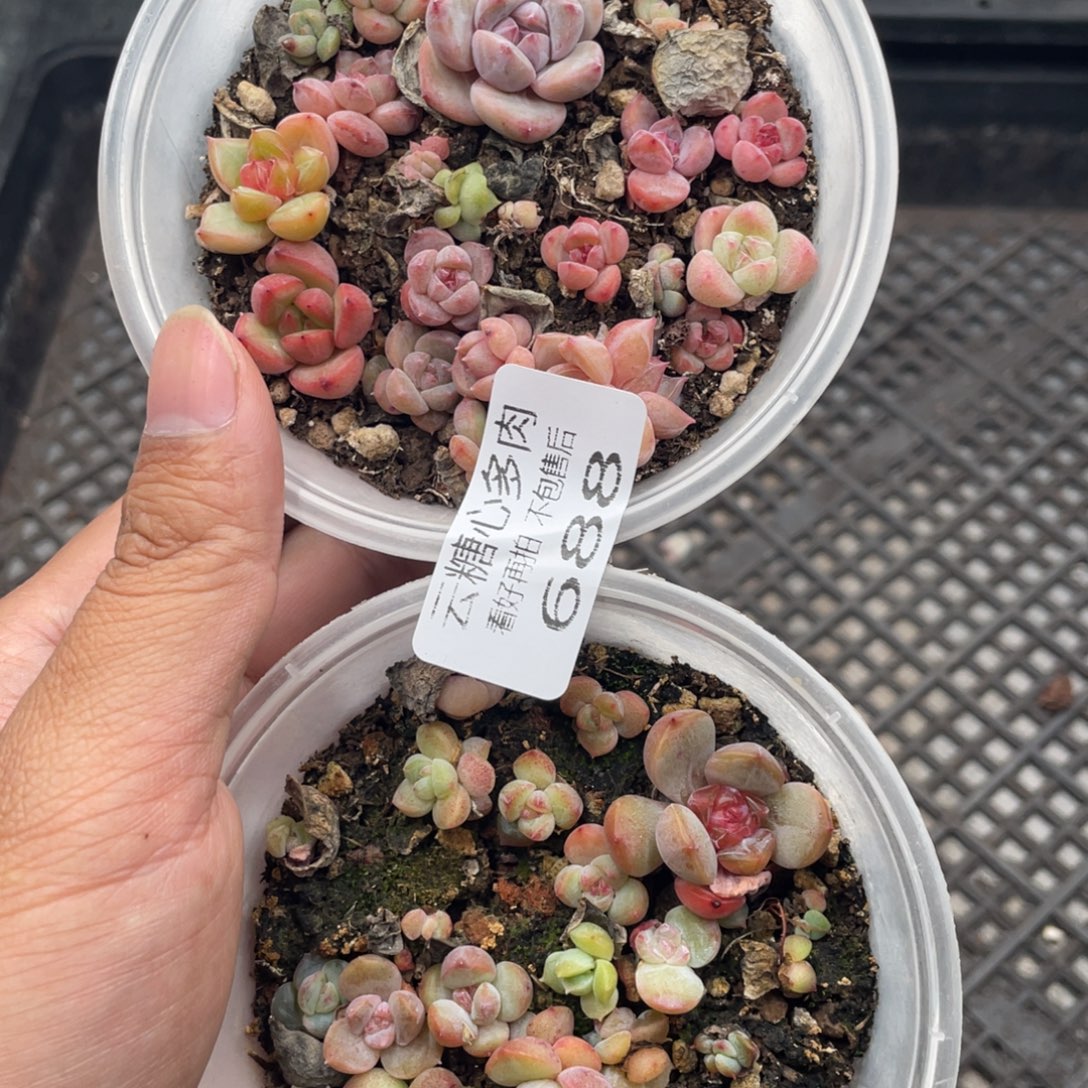 云糖心多肉植物688
