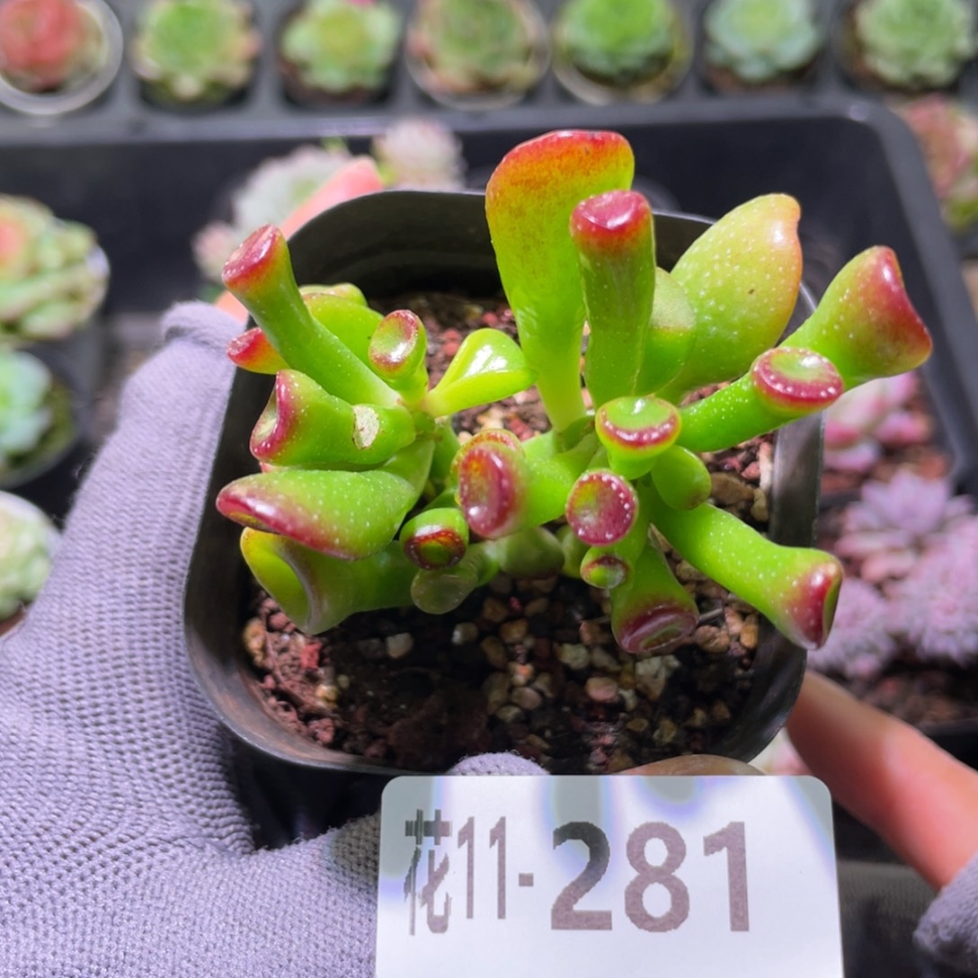 花利美11-281吸财树