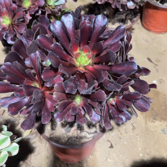 花纳大手捧样品15.8