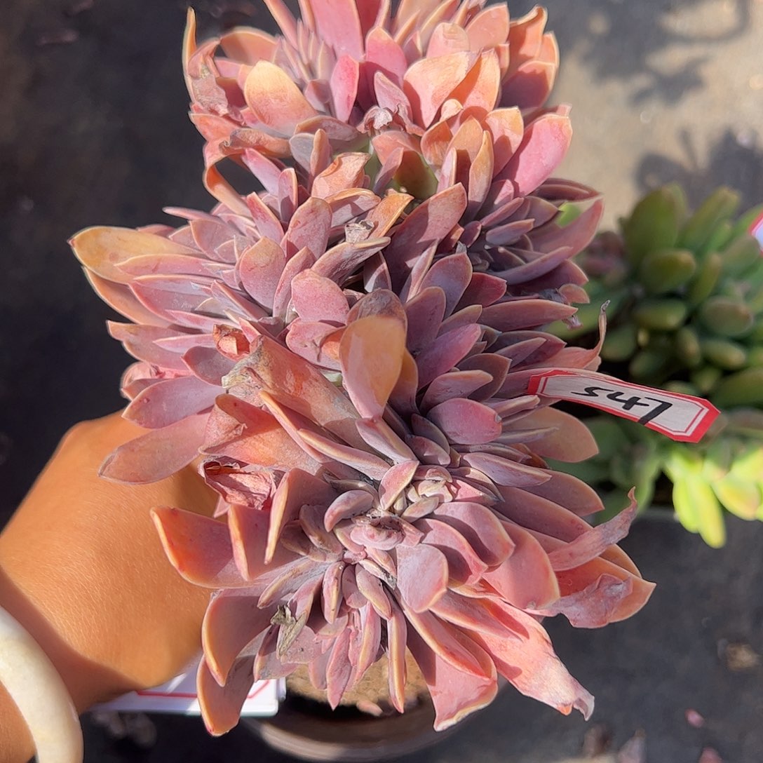 547号太妃糖缀，一物一拍