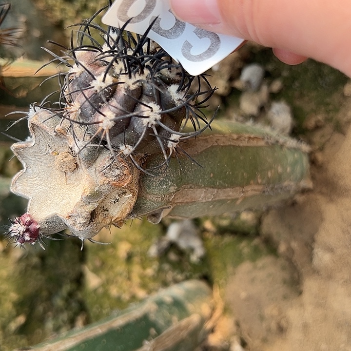 燊***仙人球635号仙人球