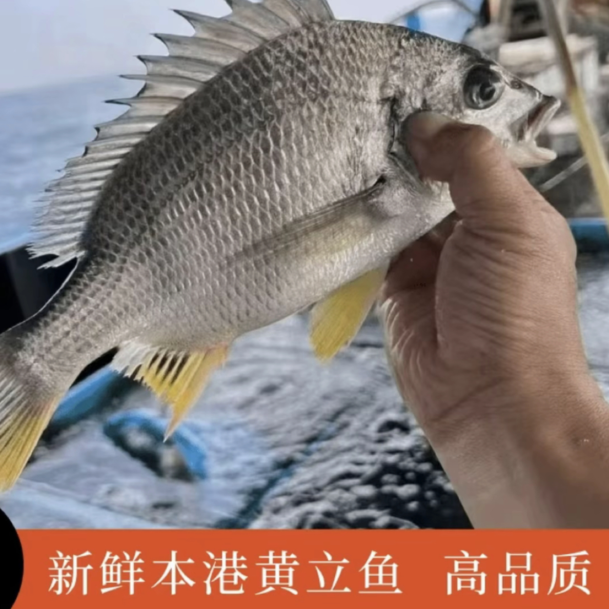 广东汕尾南海本港野生黄脚立黄翅鱼黄立鱼