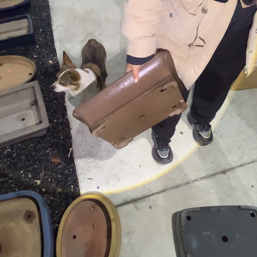 无花朵*️杂木盆景盆