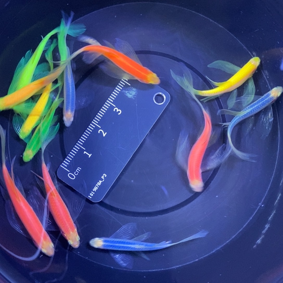 斑马鱼蝶翼斑马3.5-4厘米12条