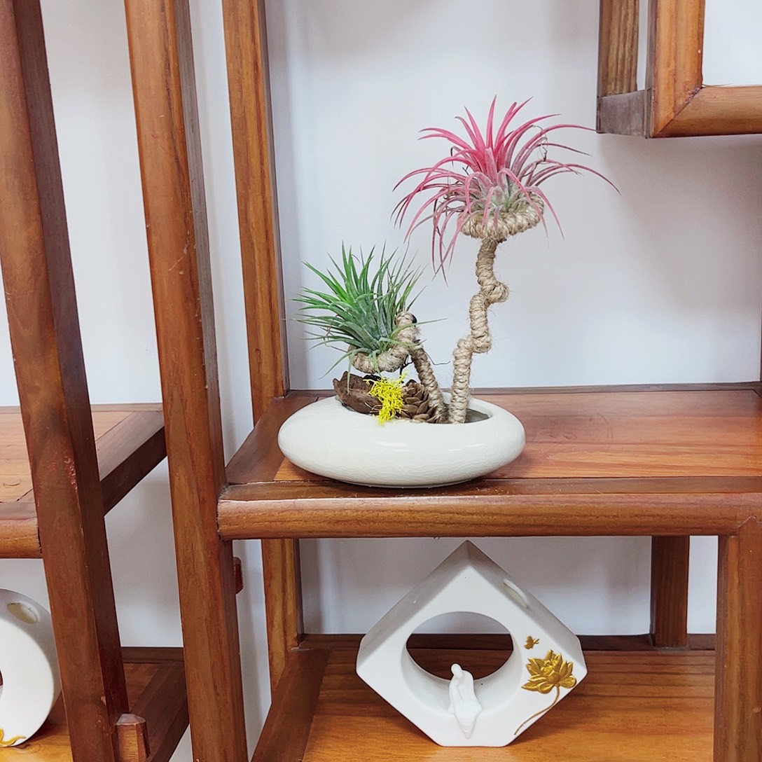 完全开放高端盆景一物一拍