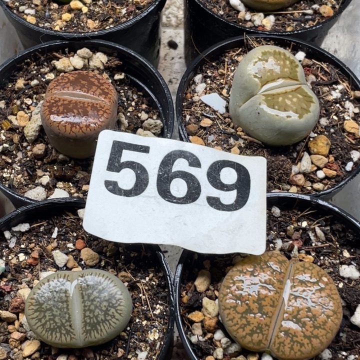 569母本红流水绿紫勋