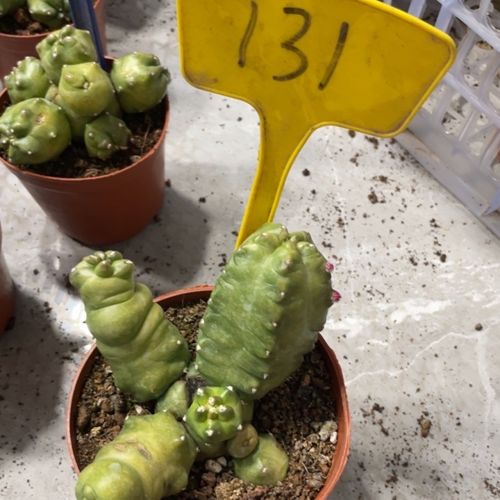 橙桃多头一物一拍131