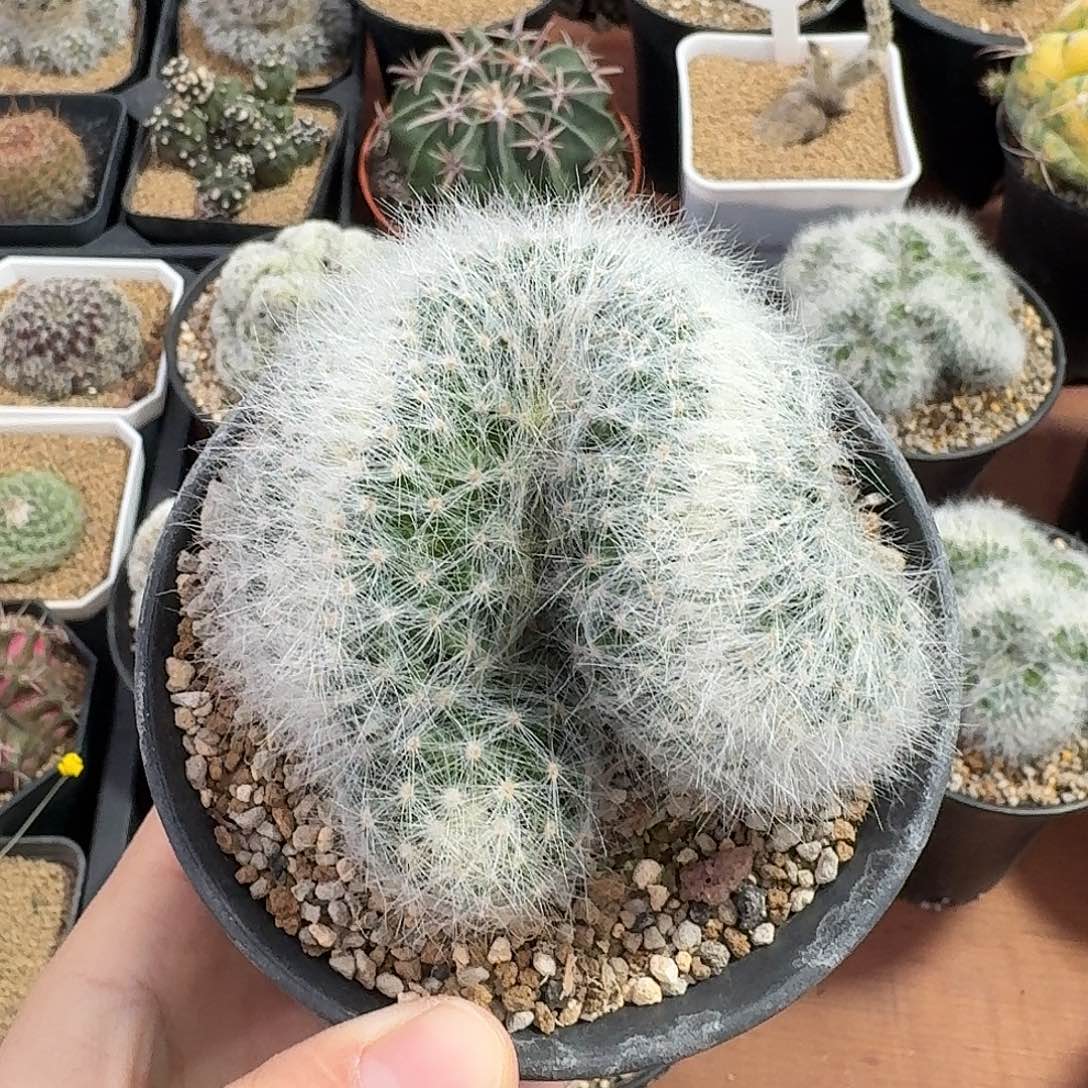 芳香丸缀仙人球1234