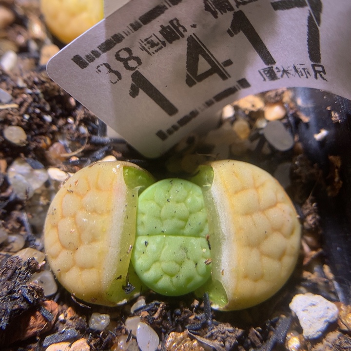 zzz精品生石花1417