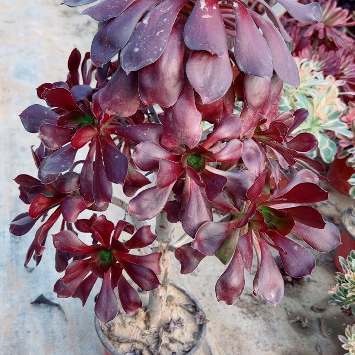 567无毒多肉植物的