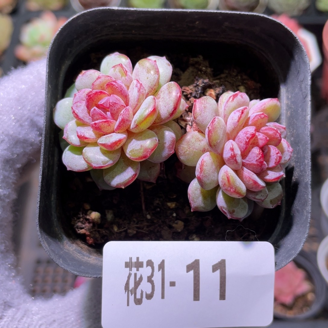 花利美31-11血钻双头