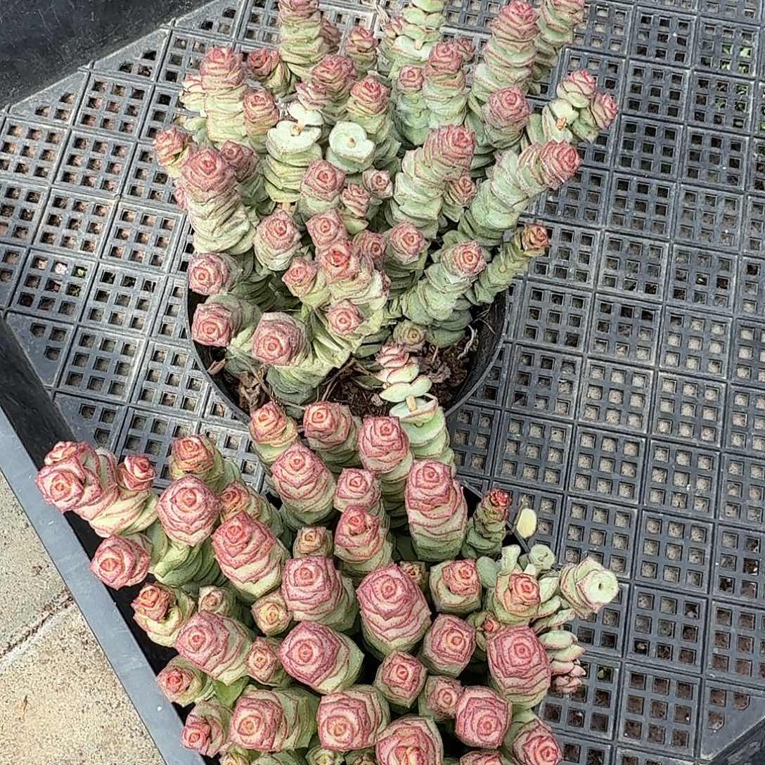 牡丹钱穿两盆多肉植物