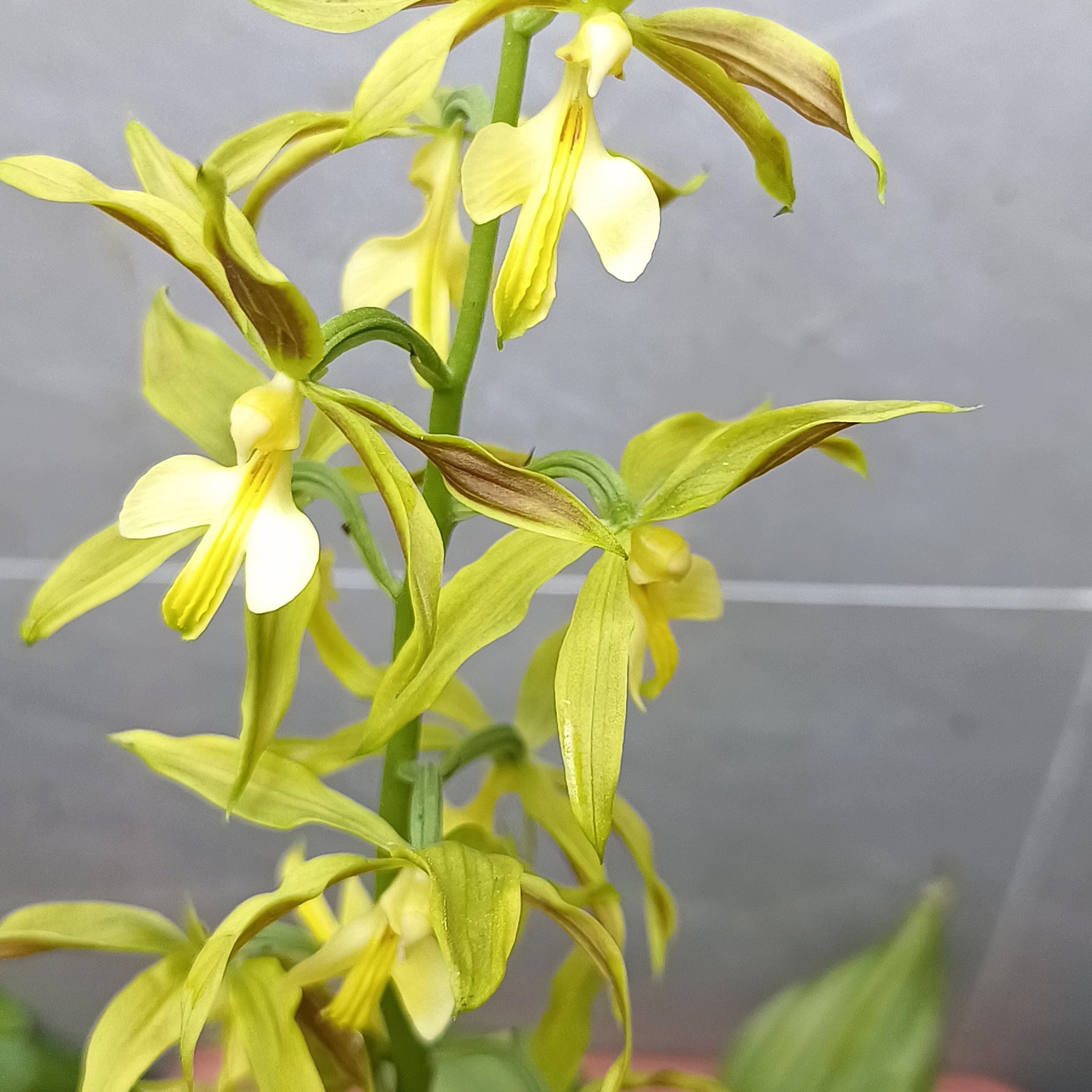 花花椰奶香味，夏季的兰草4个花色，花室内好养花卉盆栽