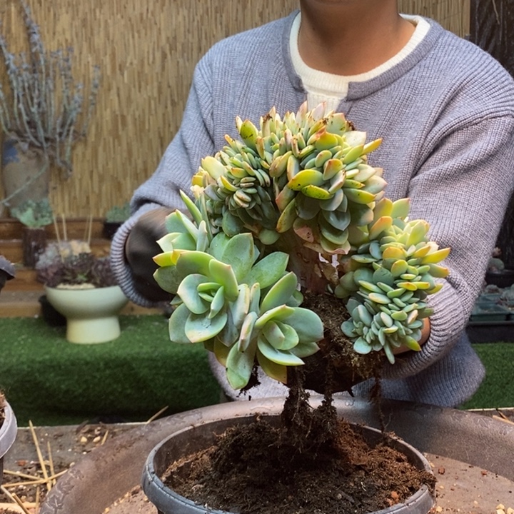 丁***亮395 号白凤多肉植物