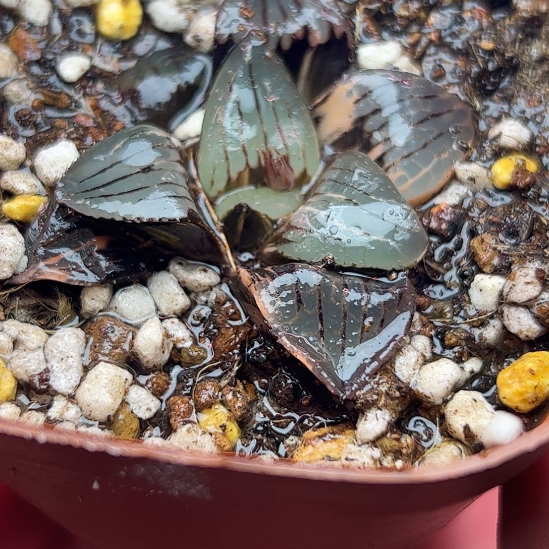 日月潭锦十二卷五公分