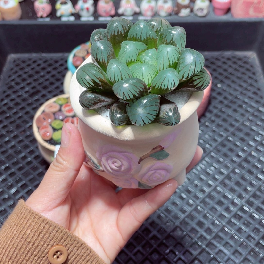 w1950 带盆土发货-零下地区拍保温箱