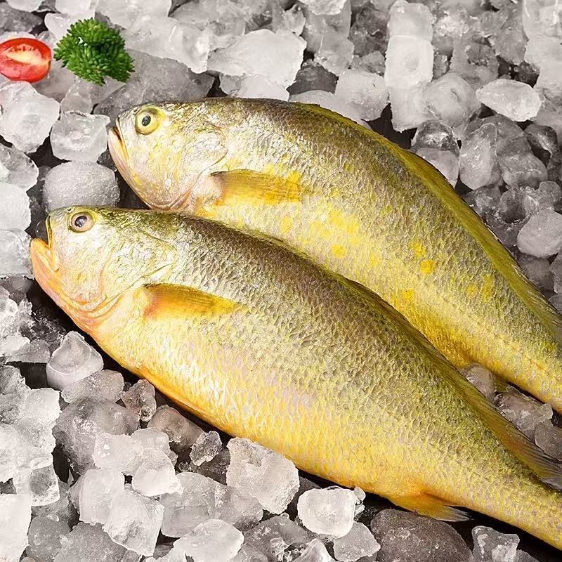 【整条】渤海湾黄花鱼4斤装深海品质新鲜冷冻京东顺丰包邮